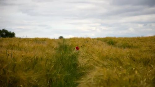 This is a nature landscape photograph featuring a single poppy standing out in the middle of tramlines running through a wheat field. The shot was taken in the afternoon during the summer season, as indicated by the golden hues of the wheat and the lush, mature growth that is typical at this time of year. The poppy, with its striking red color, provides a vivid contrast to the sea of green and yellow that dominates the agricultural scene. The cloudy sky overhead creates a soft, diffused light that enhances the tranquil, rural atmosphere of the fields. This image encapsulates the beauty of agriculture, highlighting the coexistence of wild poppies within carefully cultivated wheat fields. No prominent man-made or natural landmarks can be seen in the background, keeping the focus on the agricultural landscape and its natural elements.